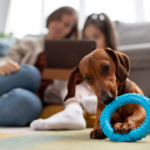 How to Keep Your Dog Healthy with High-Quality Products and Care